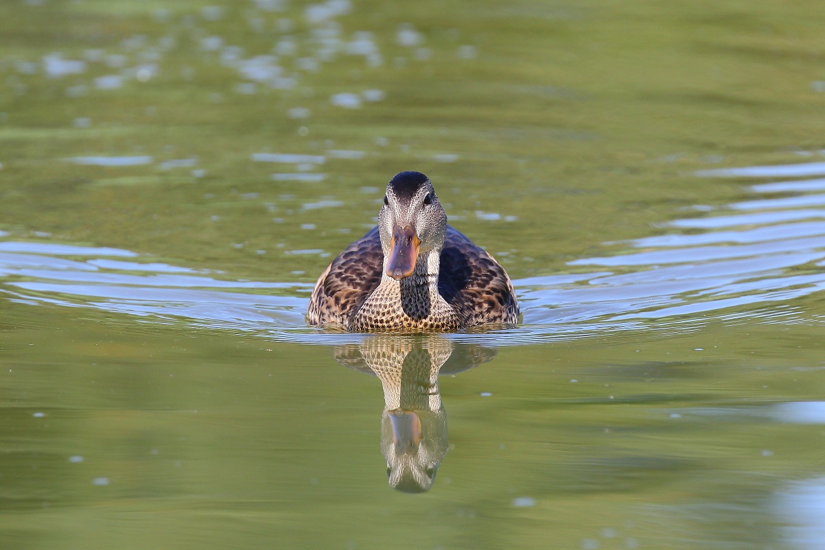 Gadwall female