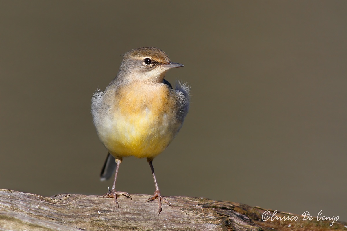 A little 'unkempt ..