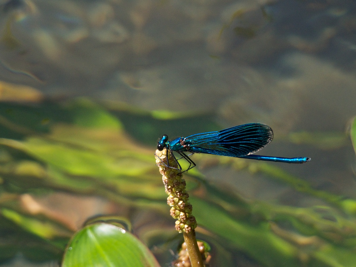 Libellula Blu