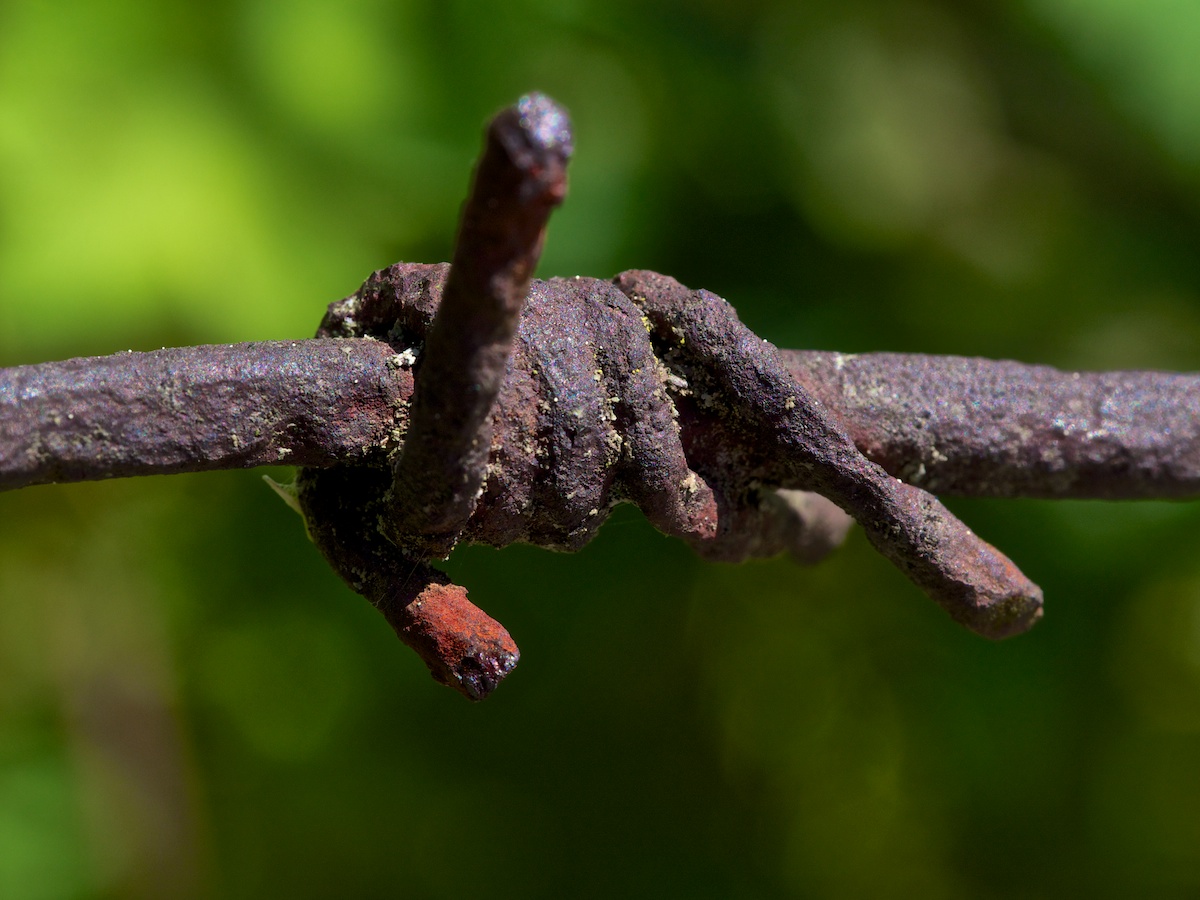 Filo spinato della Prima Guerra?
