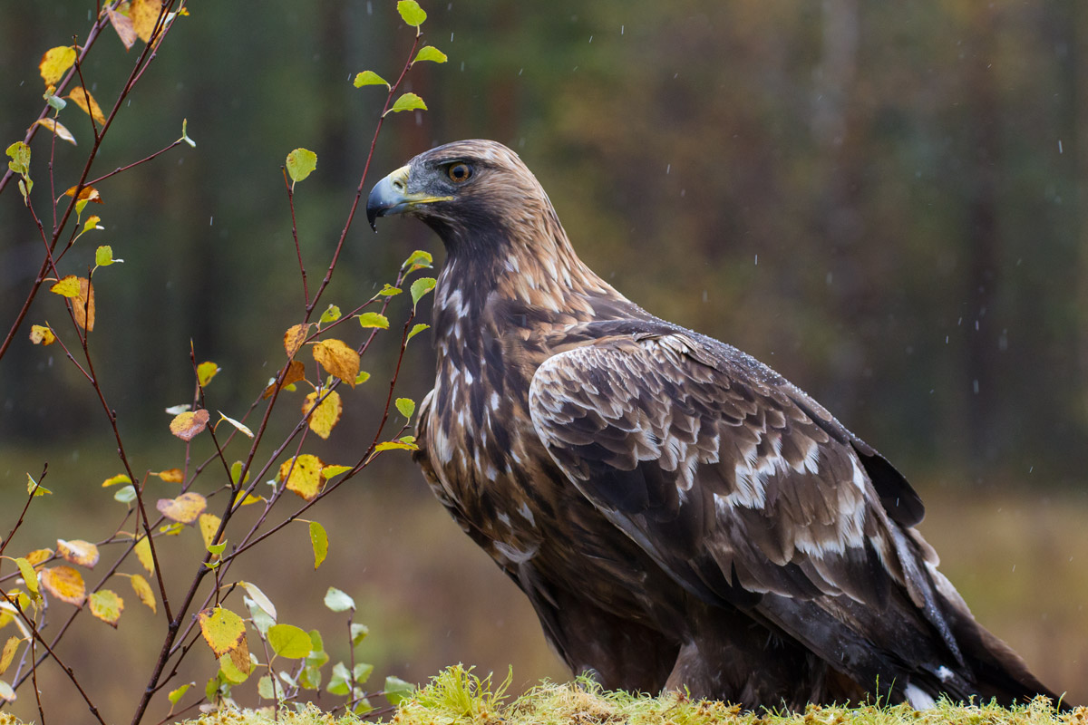 Golden Eagle