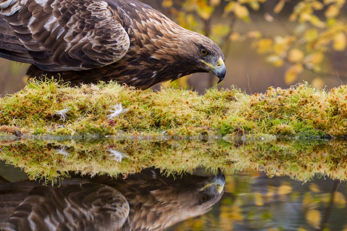 Golden Eagle vicino al laghetto!
