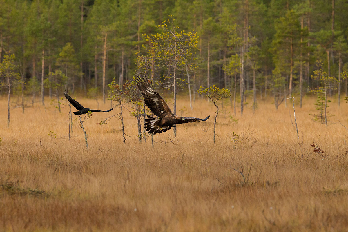 Golden Eagle e Raven