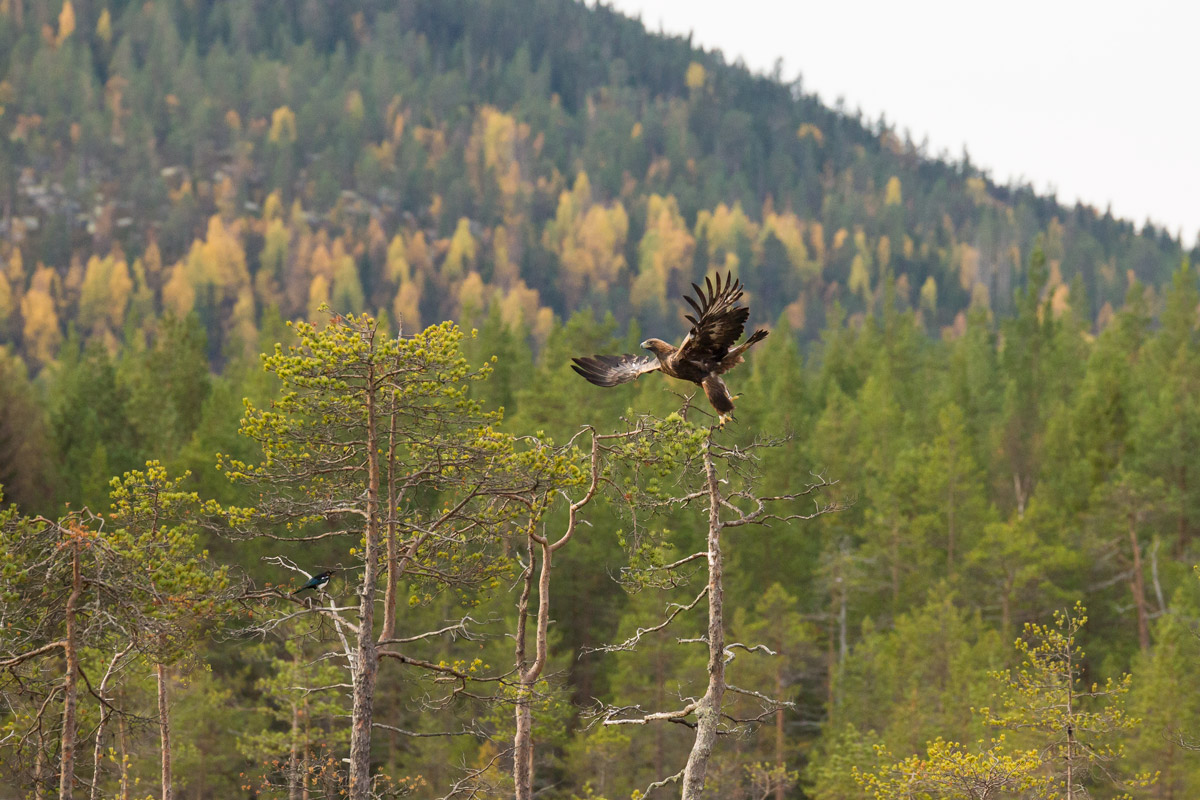 Golden Eagle
