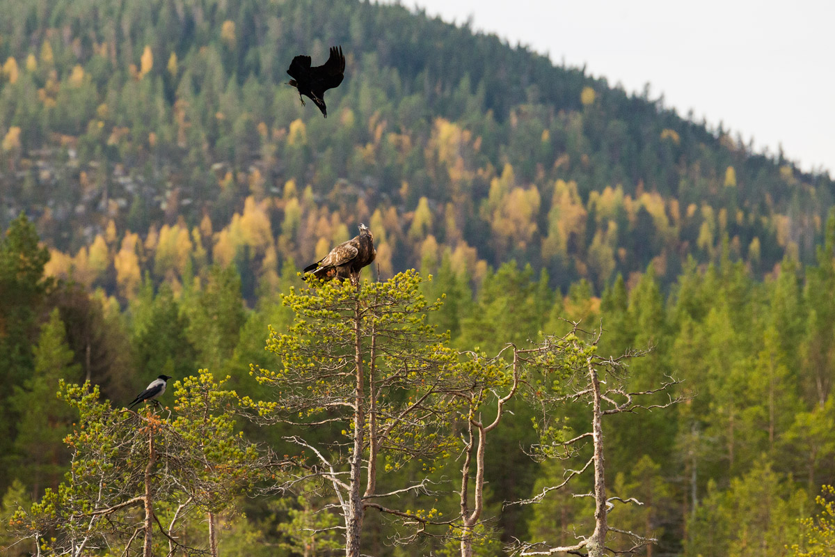 Golden Eagle e Raven