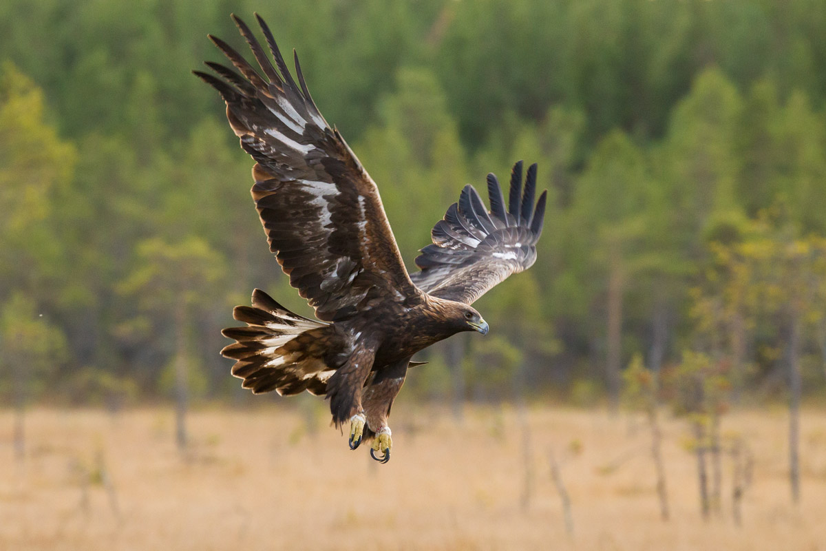 Golden Eagle