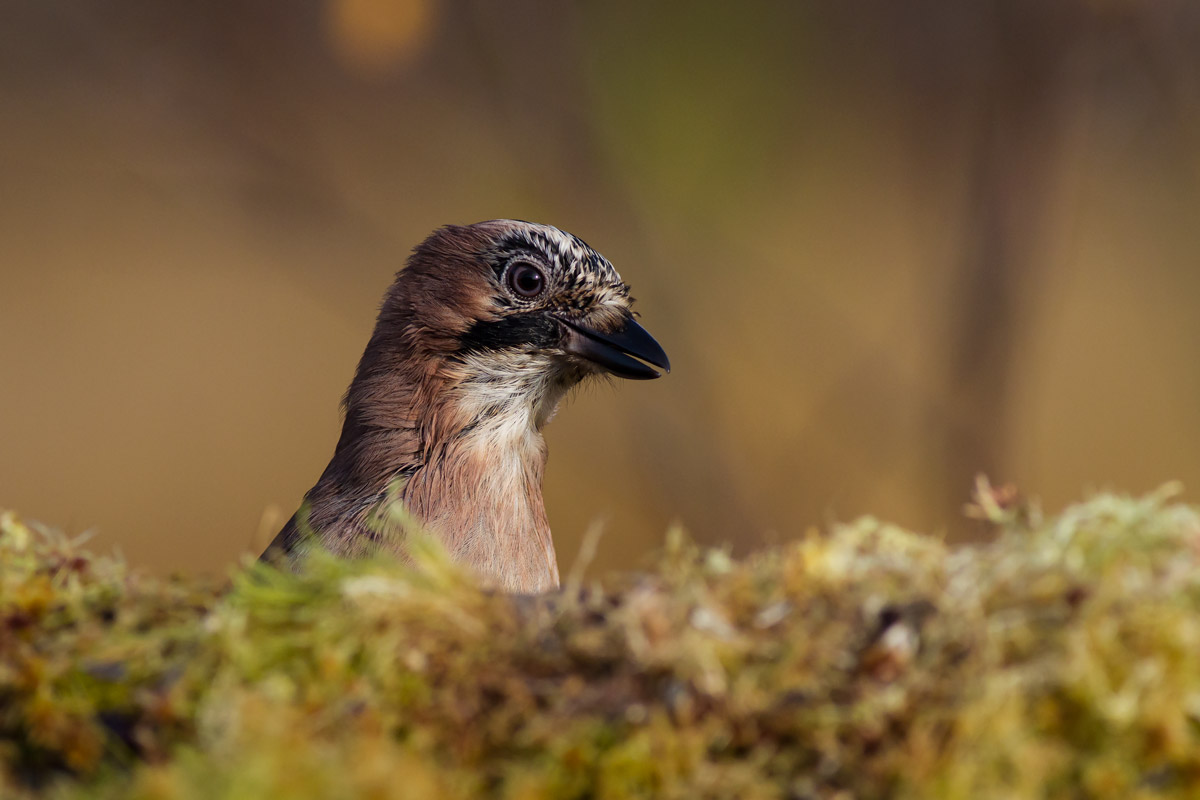 Portrait of a euroasian Jay