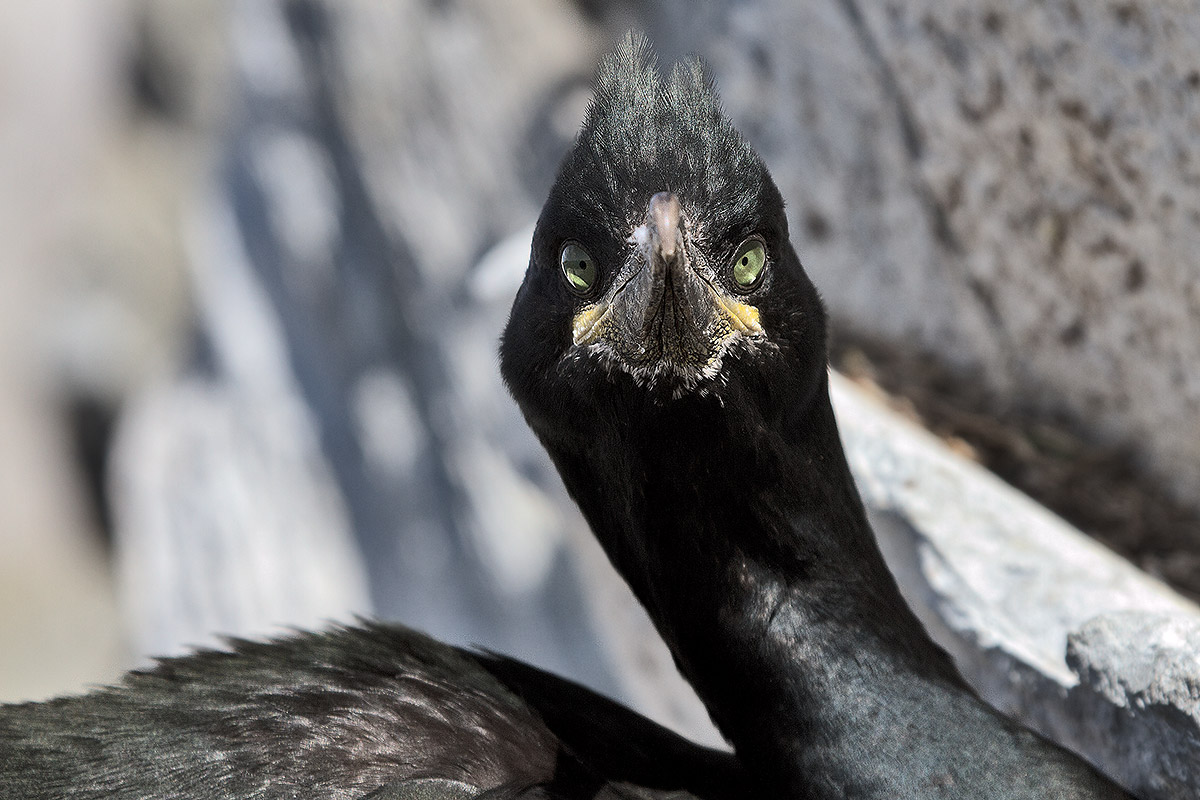 Cormorant