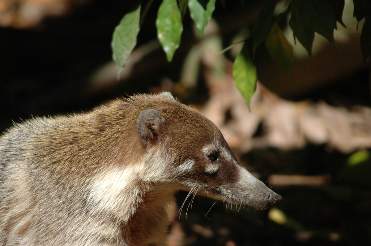 Coati Nasino French