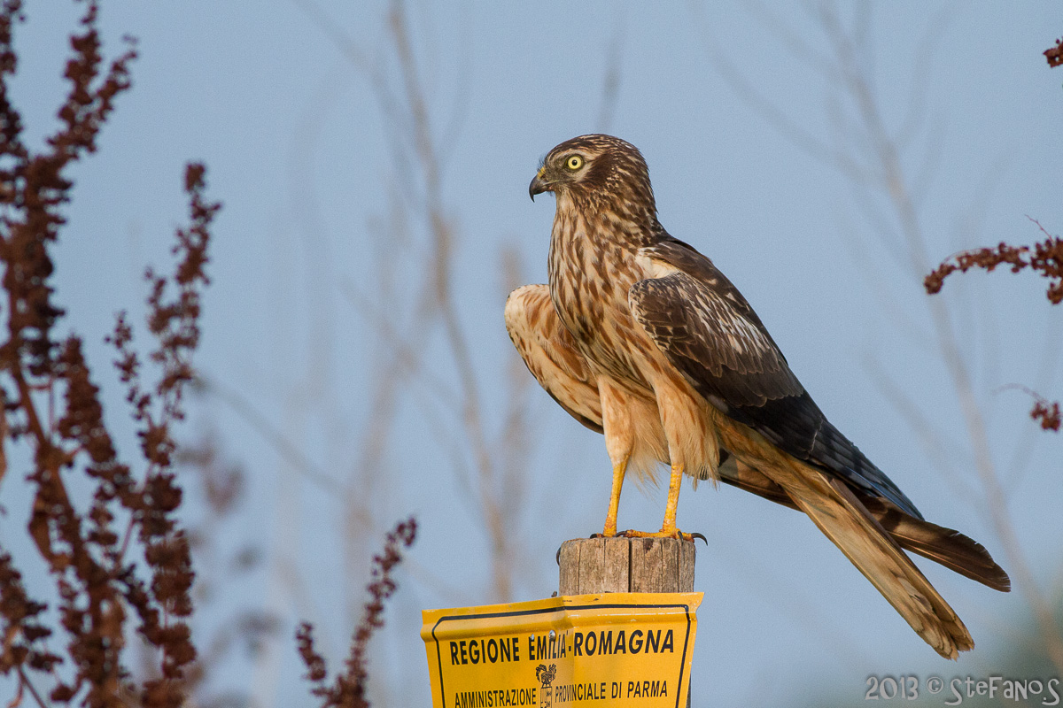 Albanella minore femmina adulta