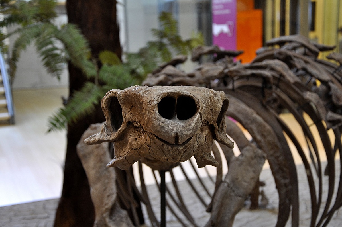 Uno scheletro piuttosto antico