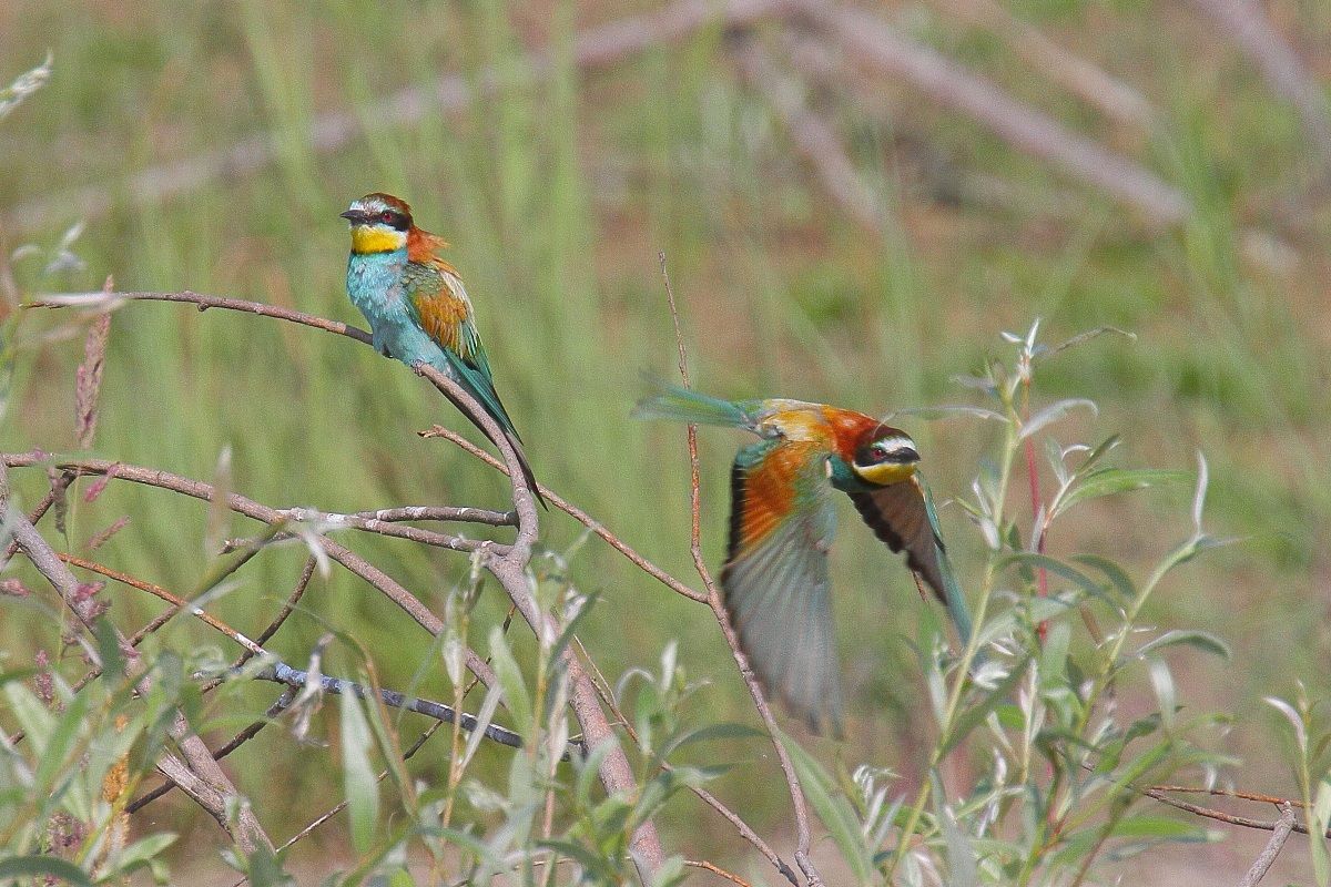 Bee-eaters