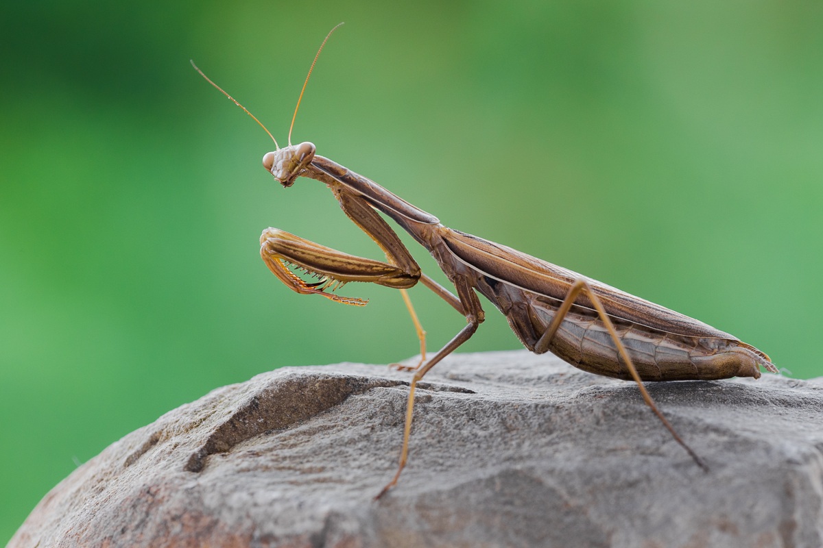 Mantide religiosa.....