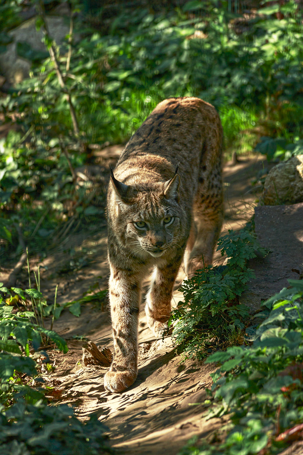 A lynx at Petersberg