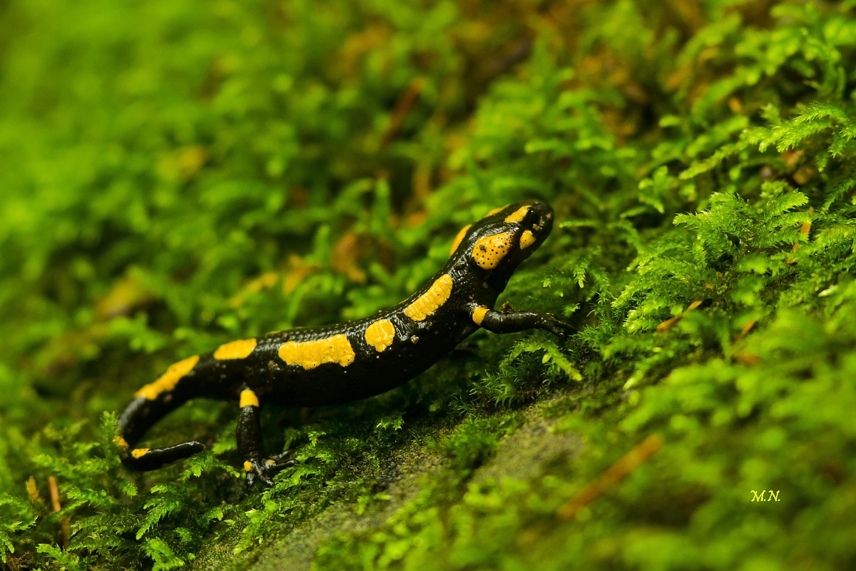 salamander