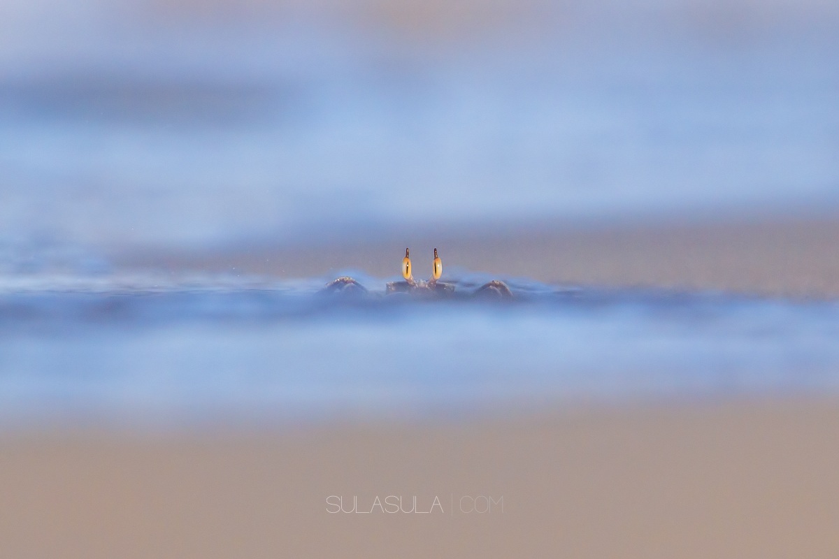 Granchio fantasma | Borneo