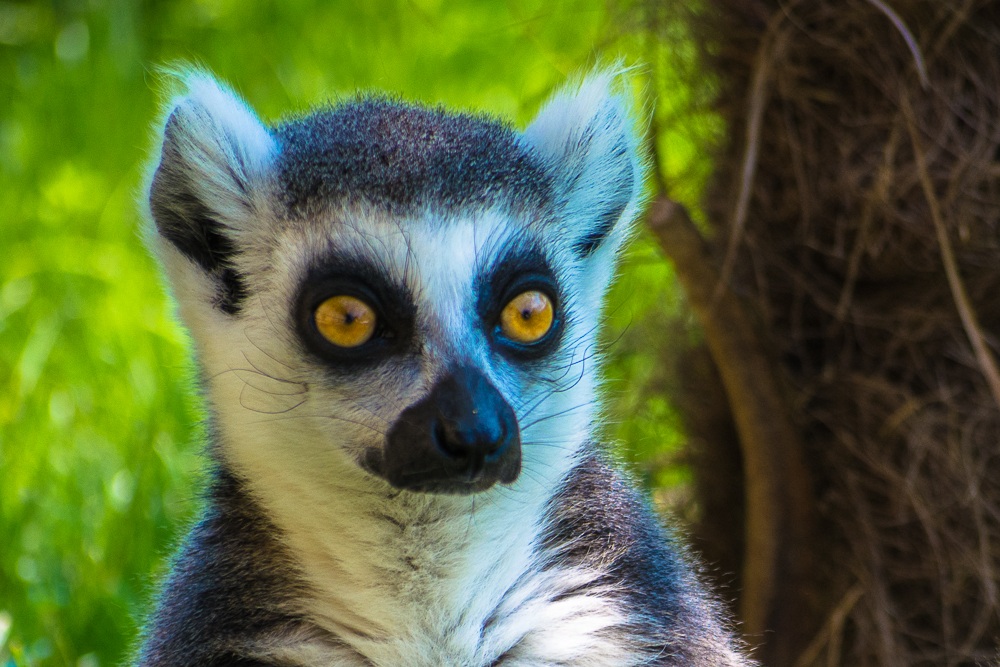 Lemur hypnotic gaze
