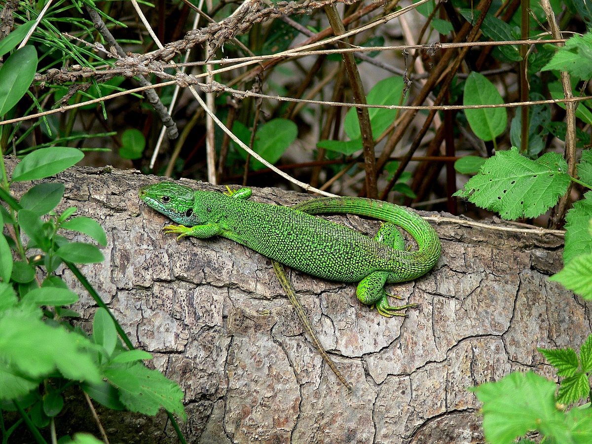 a little green lizard tamarro