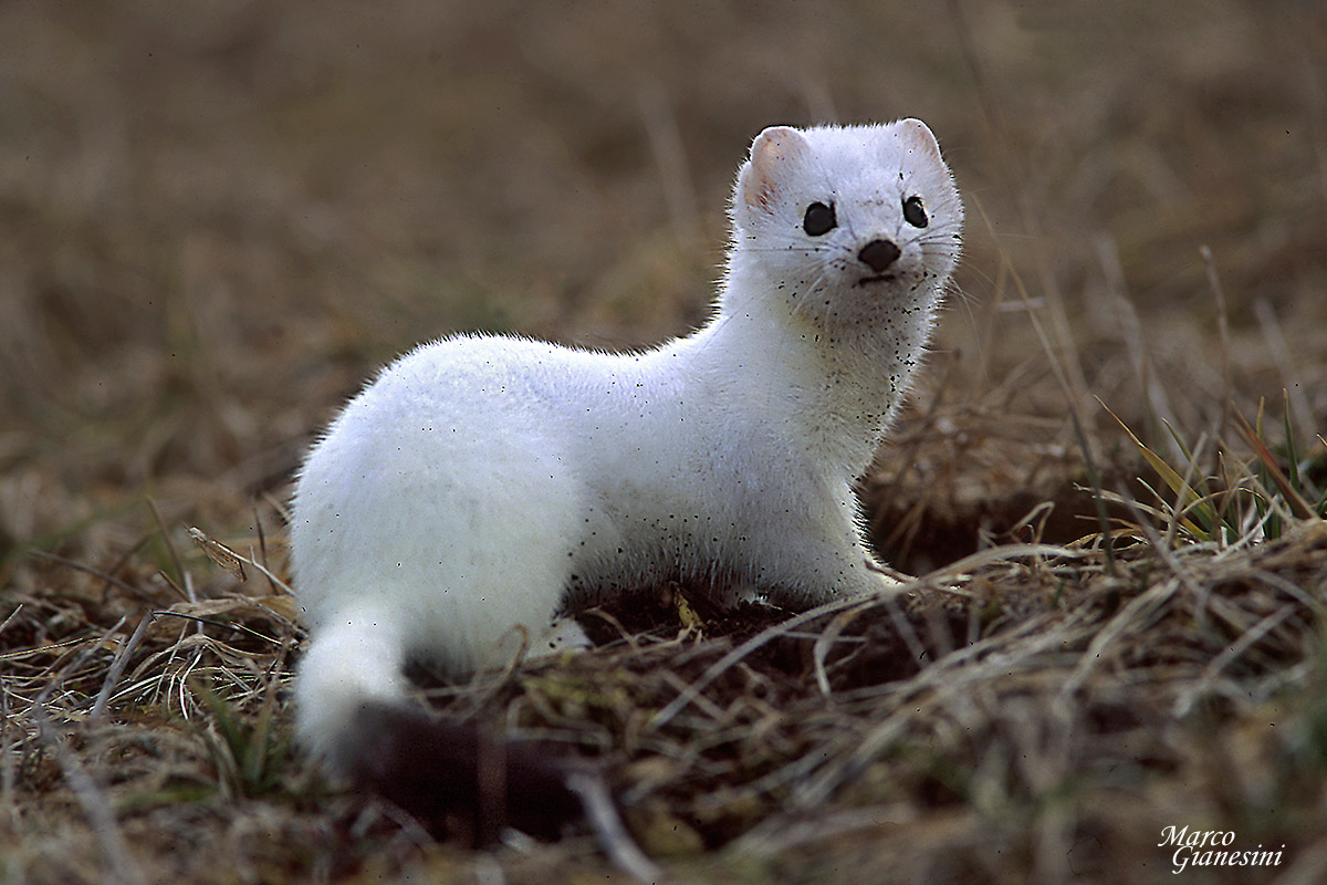 Ermine