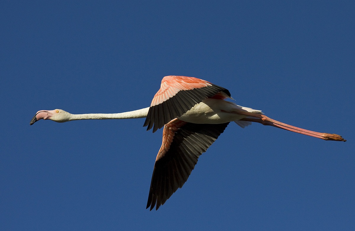 volo al calare del sole