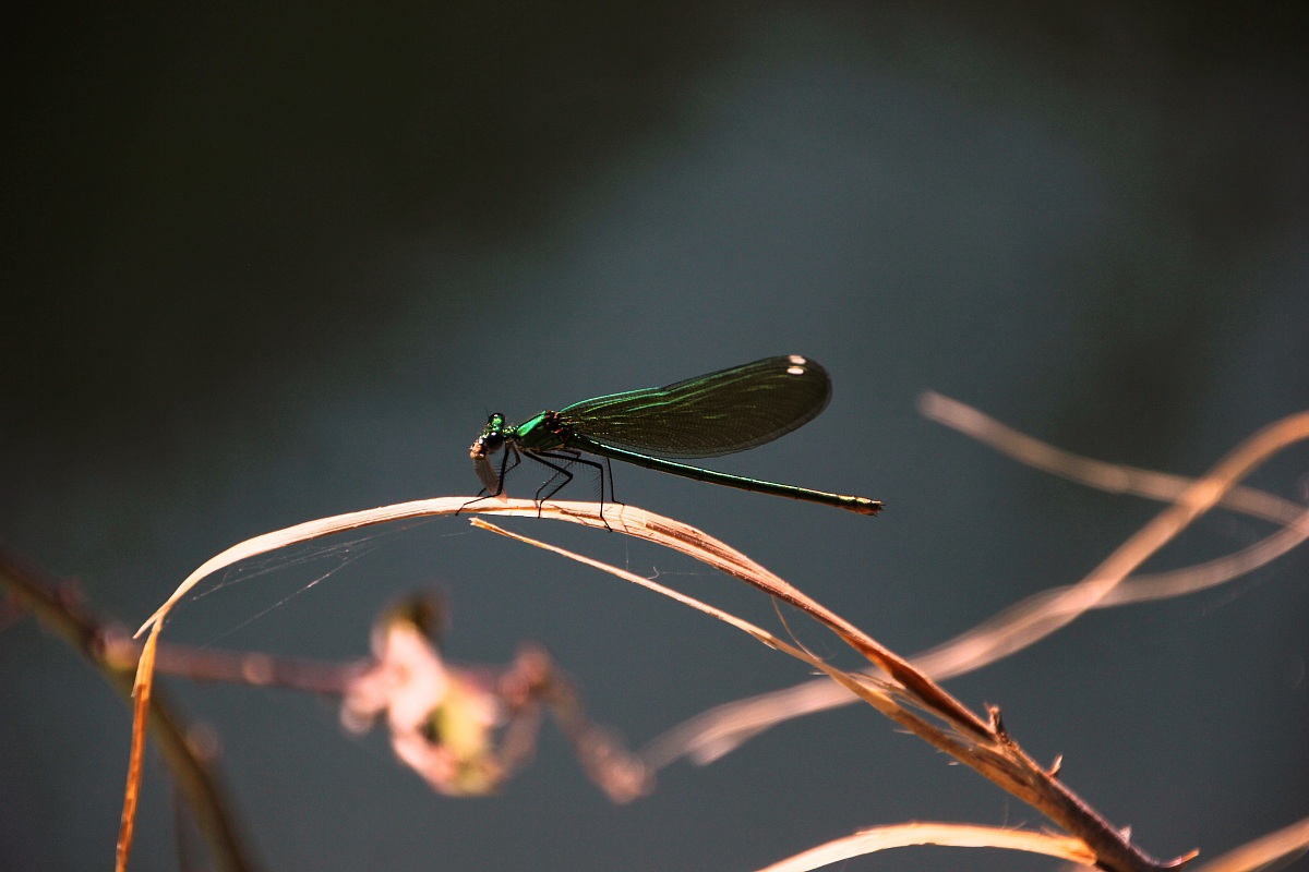 Dragonfly Martesana