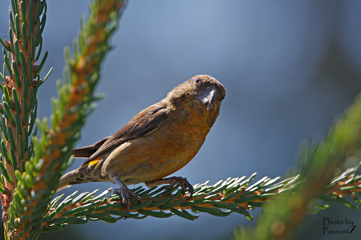 Maschio di Crociere!