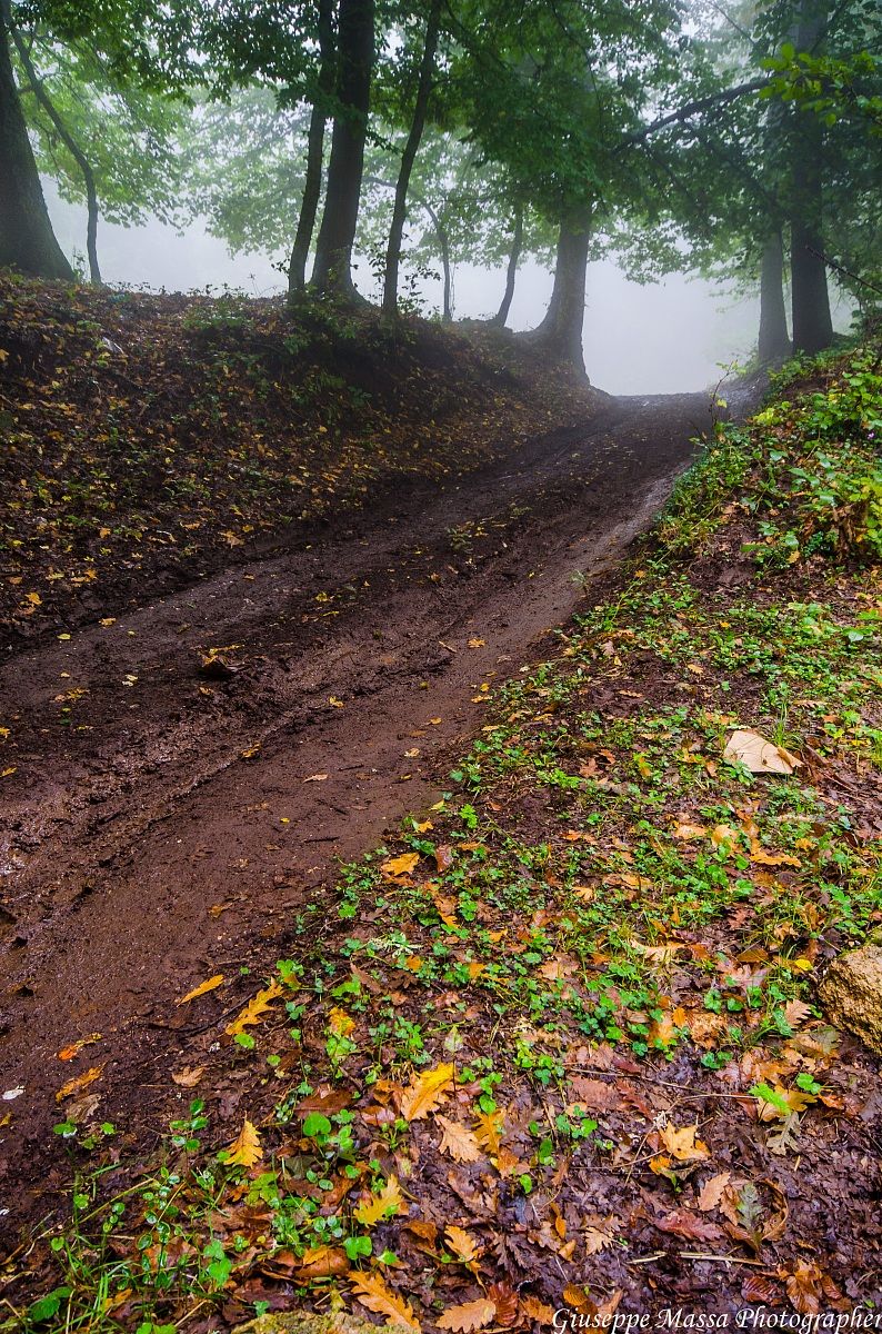 Bosco nella nebbia - 2