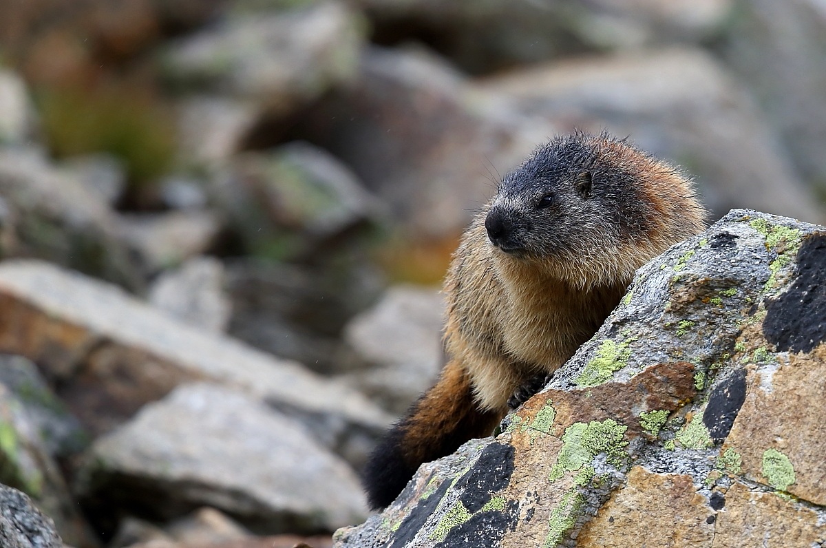 Marmotta