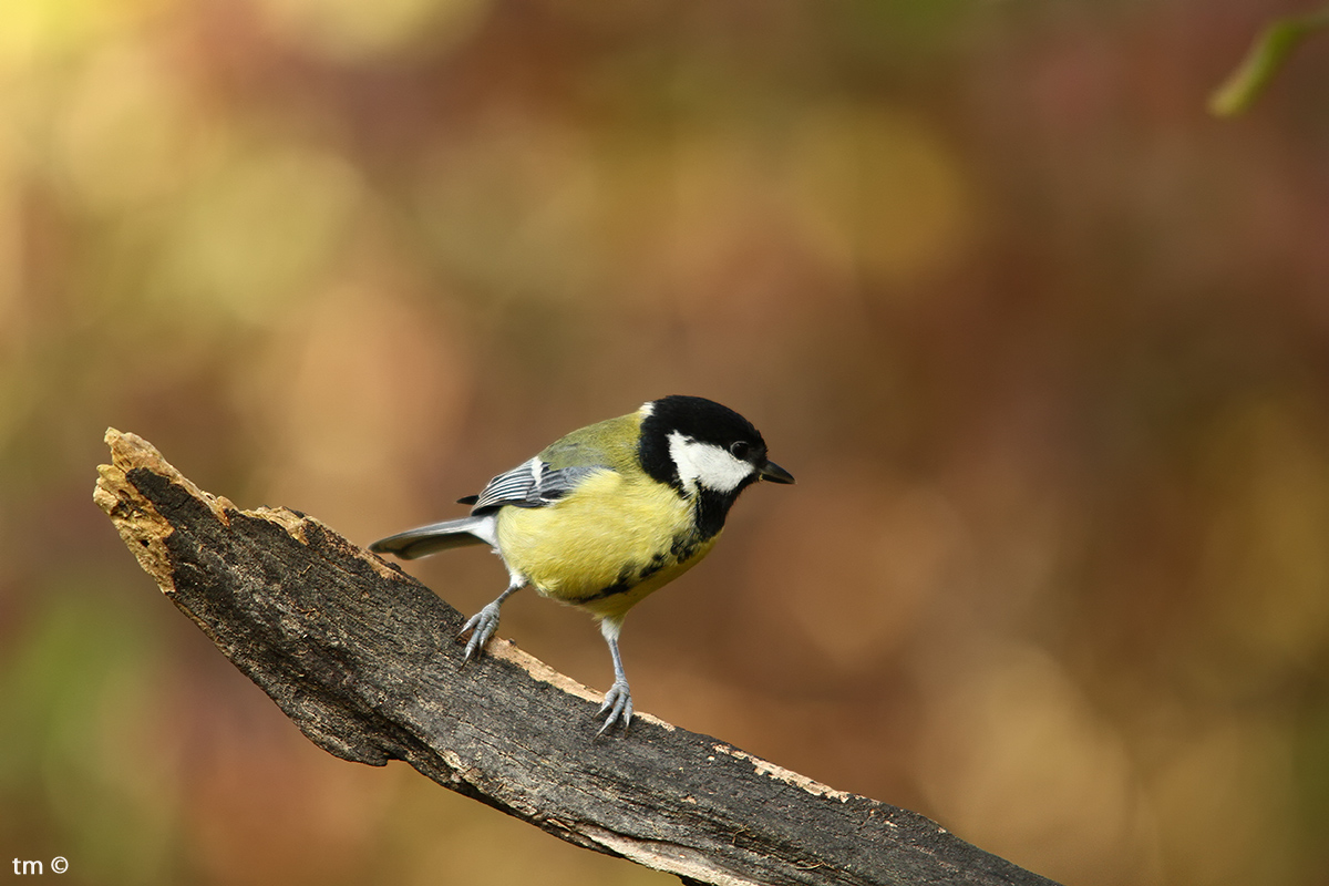 Great Tit
