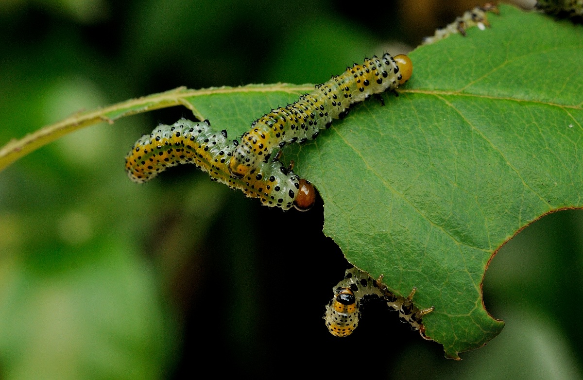 larve di Hymenoptera su foglie di rosa 2