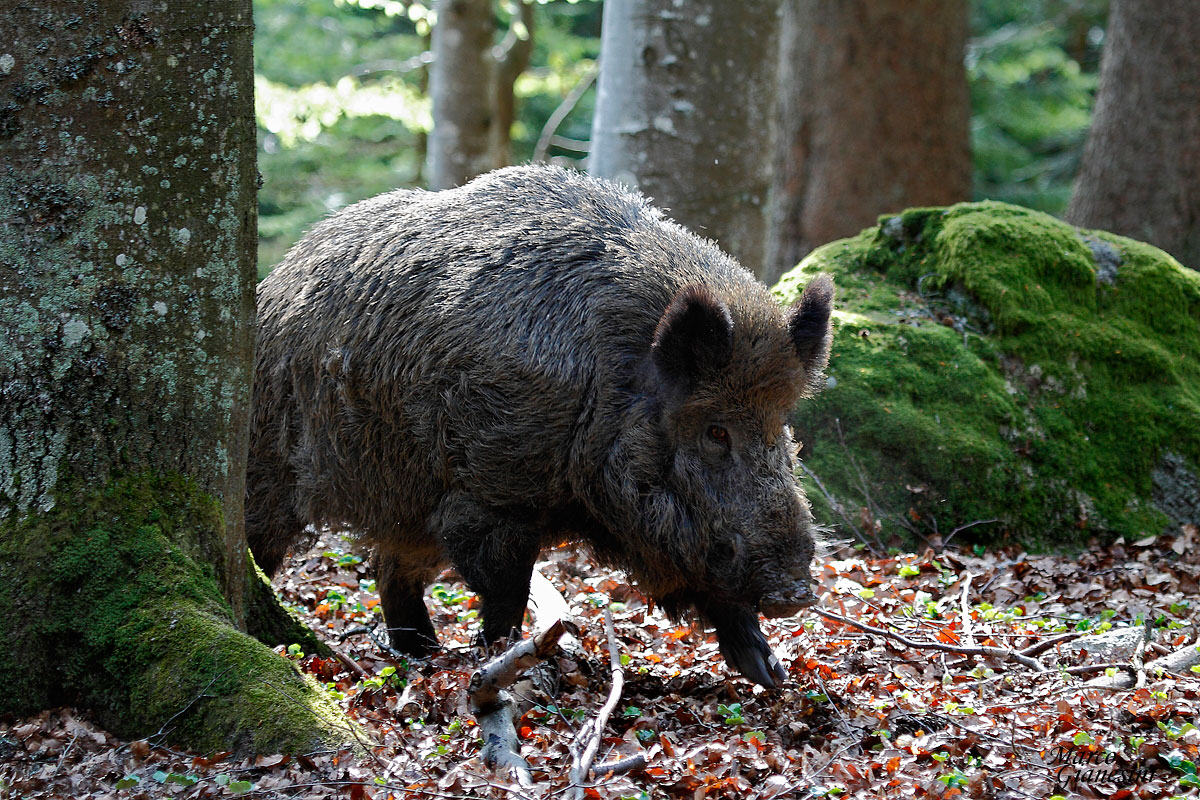 Cinghiale
