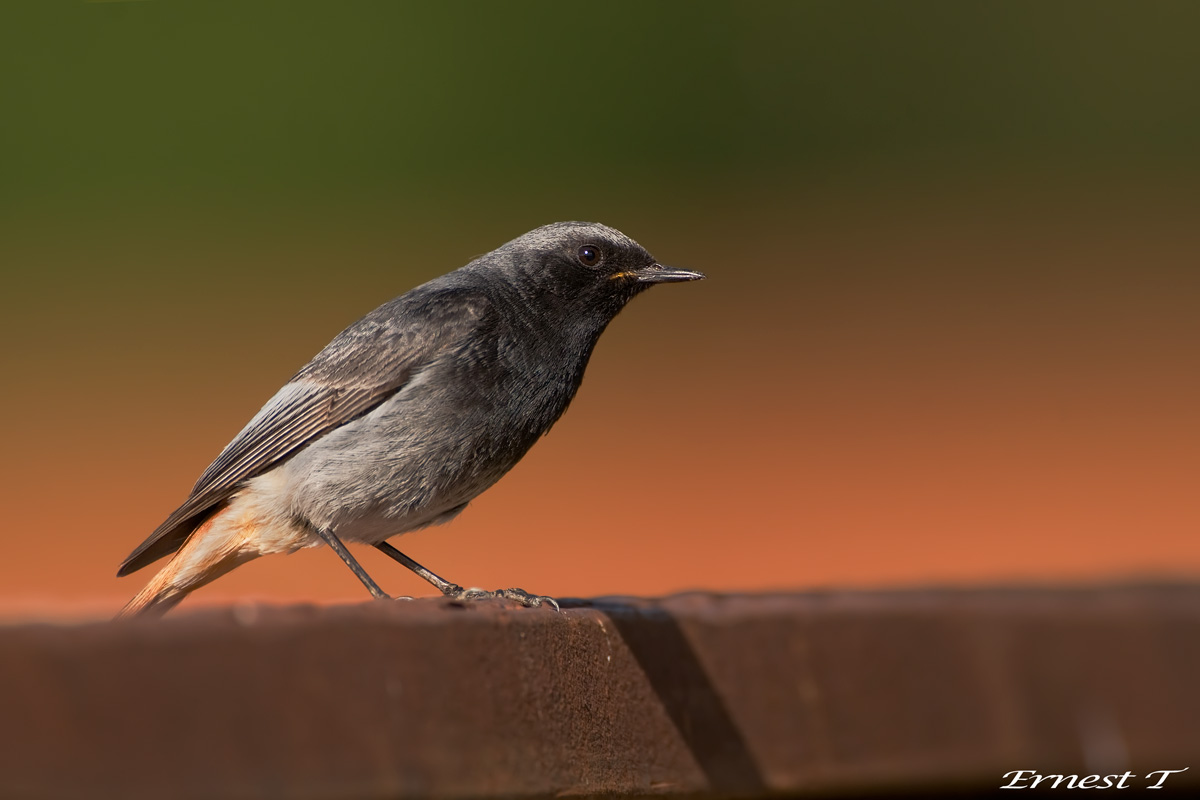 Codirosso Spazzacamino