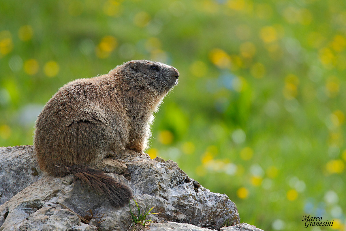 Marmotta