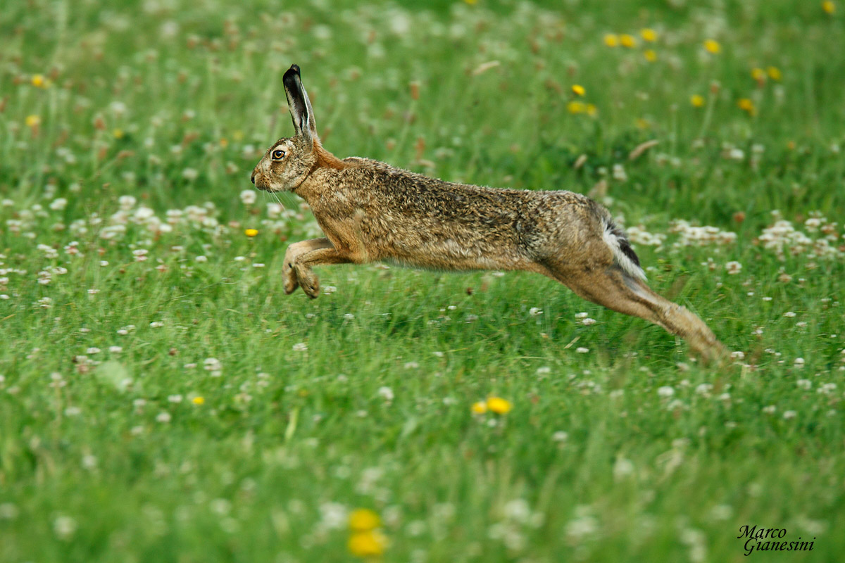 Hare