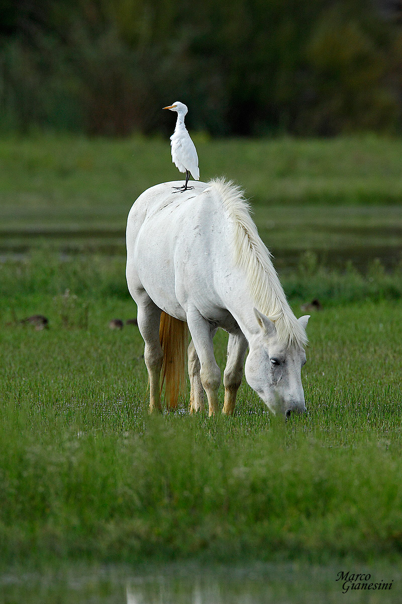 Cavallo Camargue e airone guardabuoi