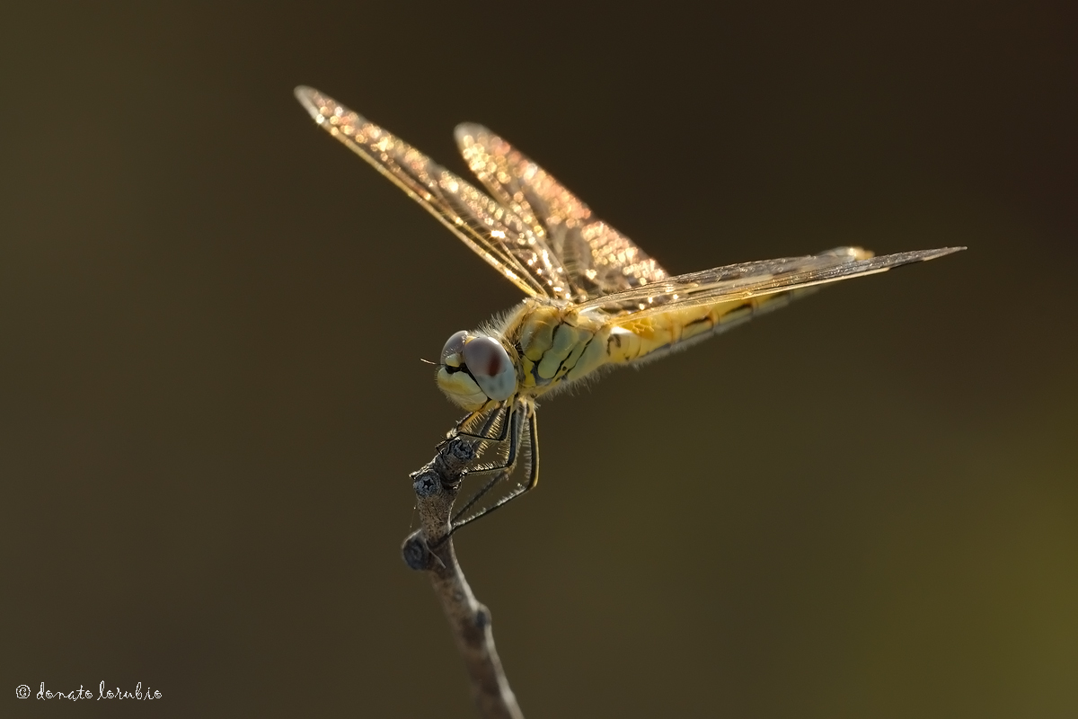 Sympetrum fonscolombii