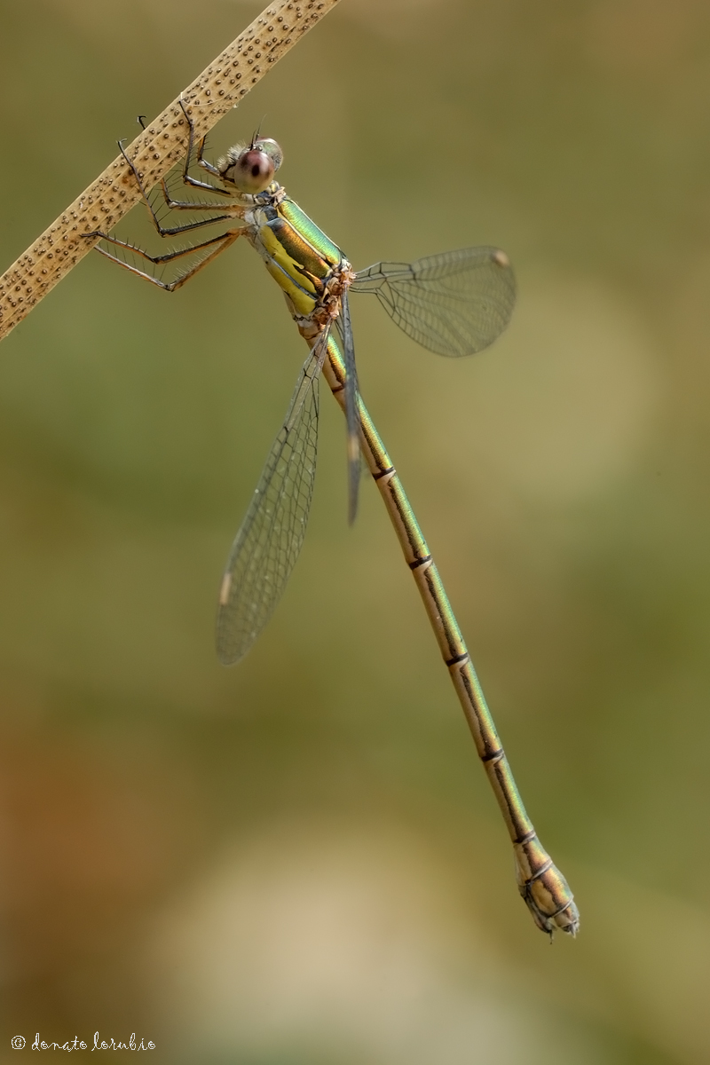 Lestes viridis