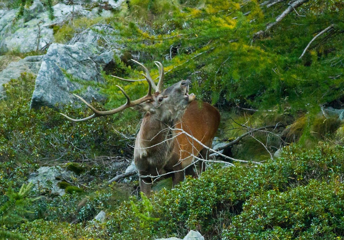 him .. overlooking the forest