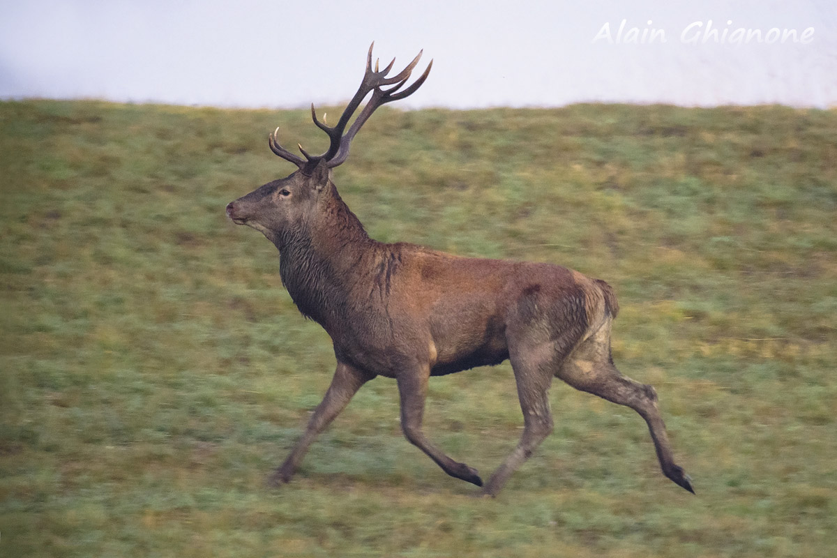 Mr. Ten Thousand Galloping