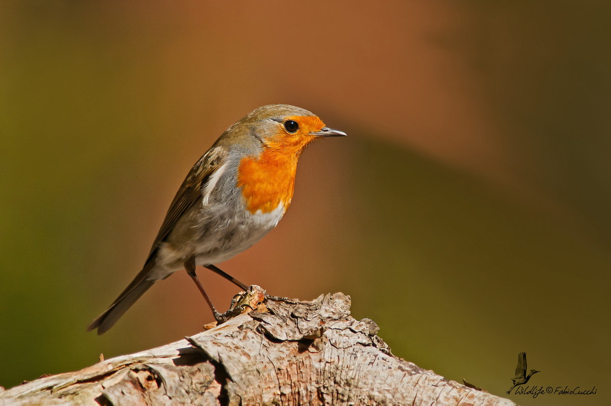 Robin
