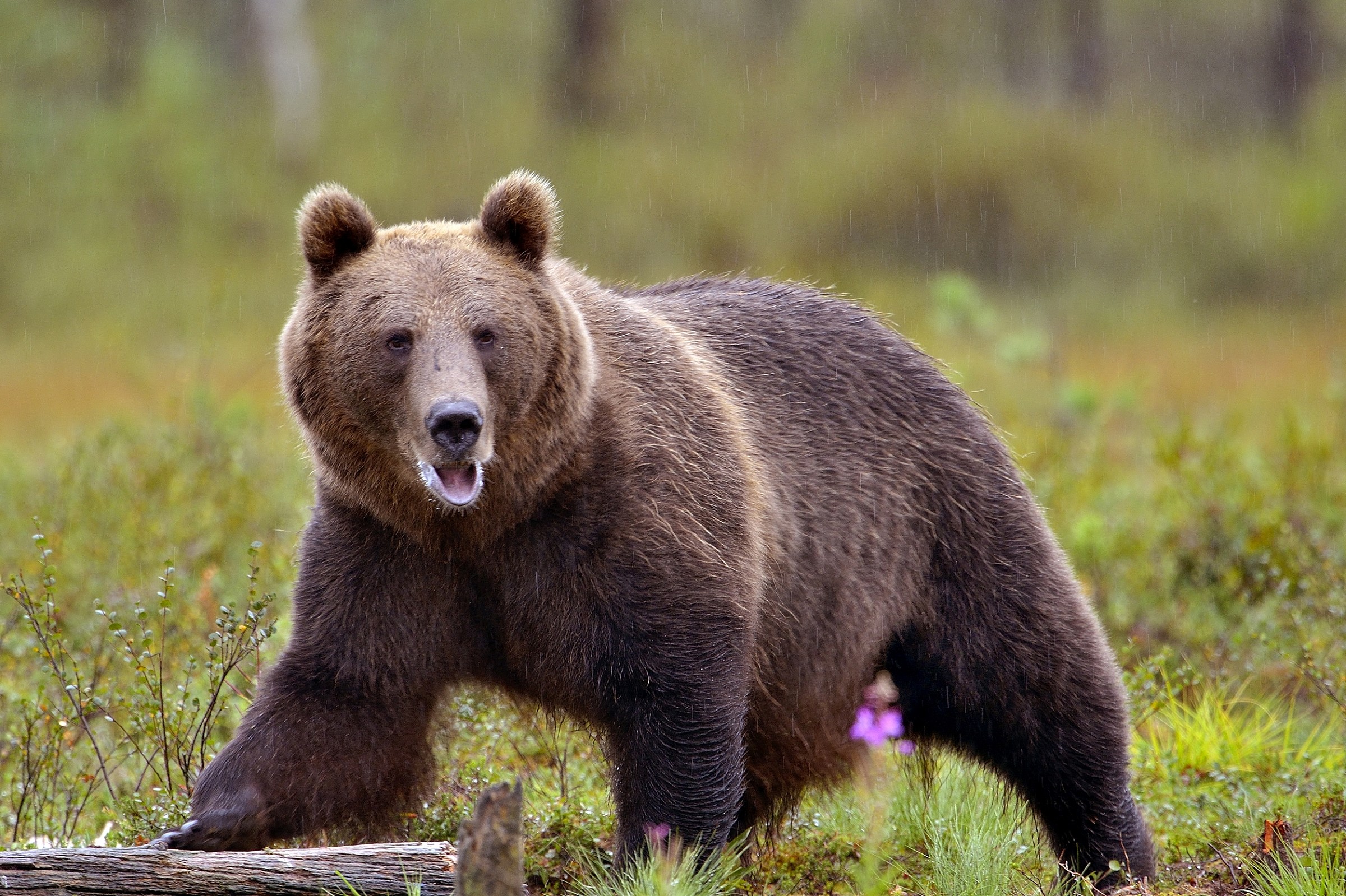 Finlandia 2013 - Boreal - orso bruno