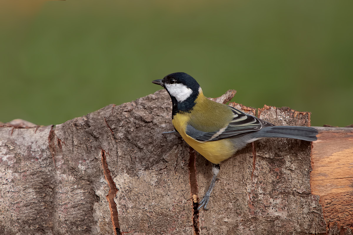 tit with background different from the usual ...