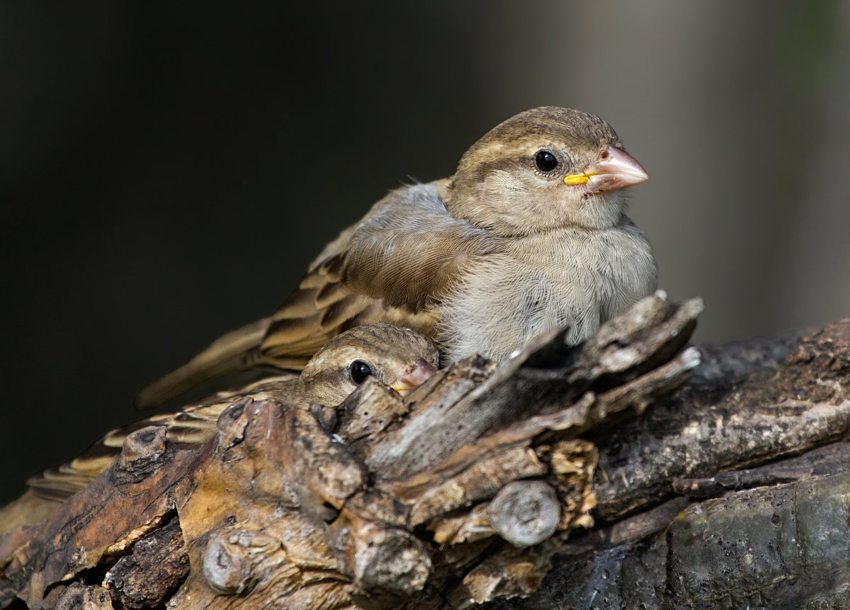Camouflaged: Sparrow chicks.