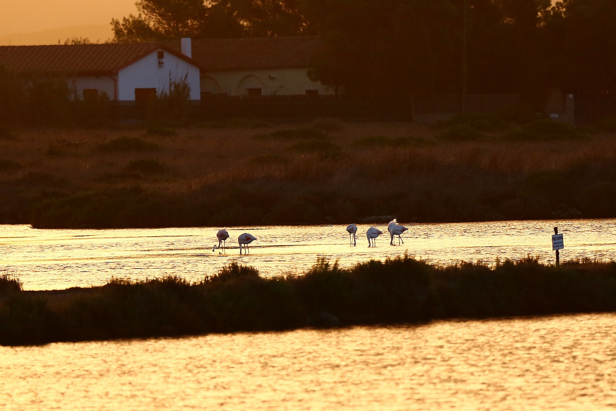 Fenicotteri all'alba