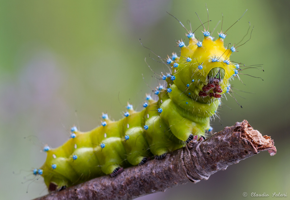 Caterpillar Saturnia