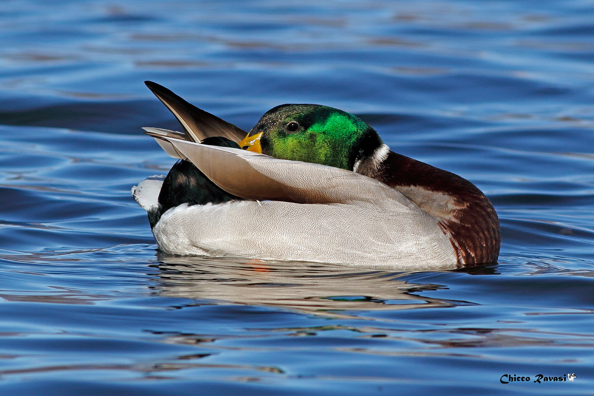 Germano in relaxation