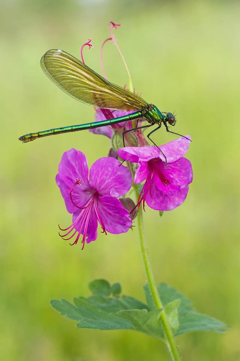 Calopteryx splendens II