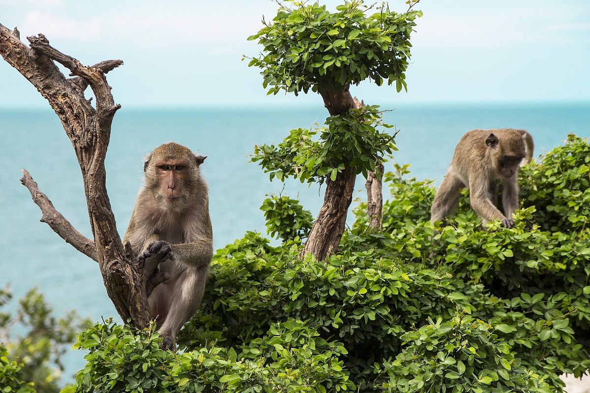 Macachi, Khao Takiab, monkey mountain