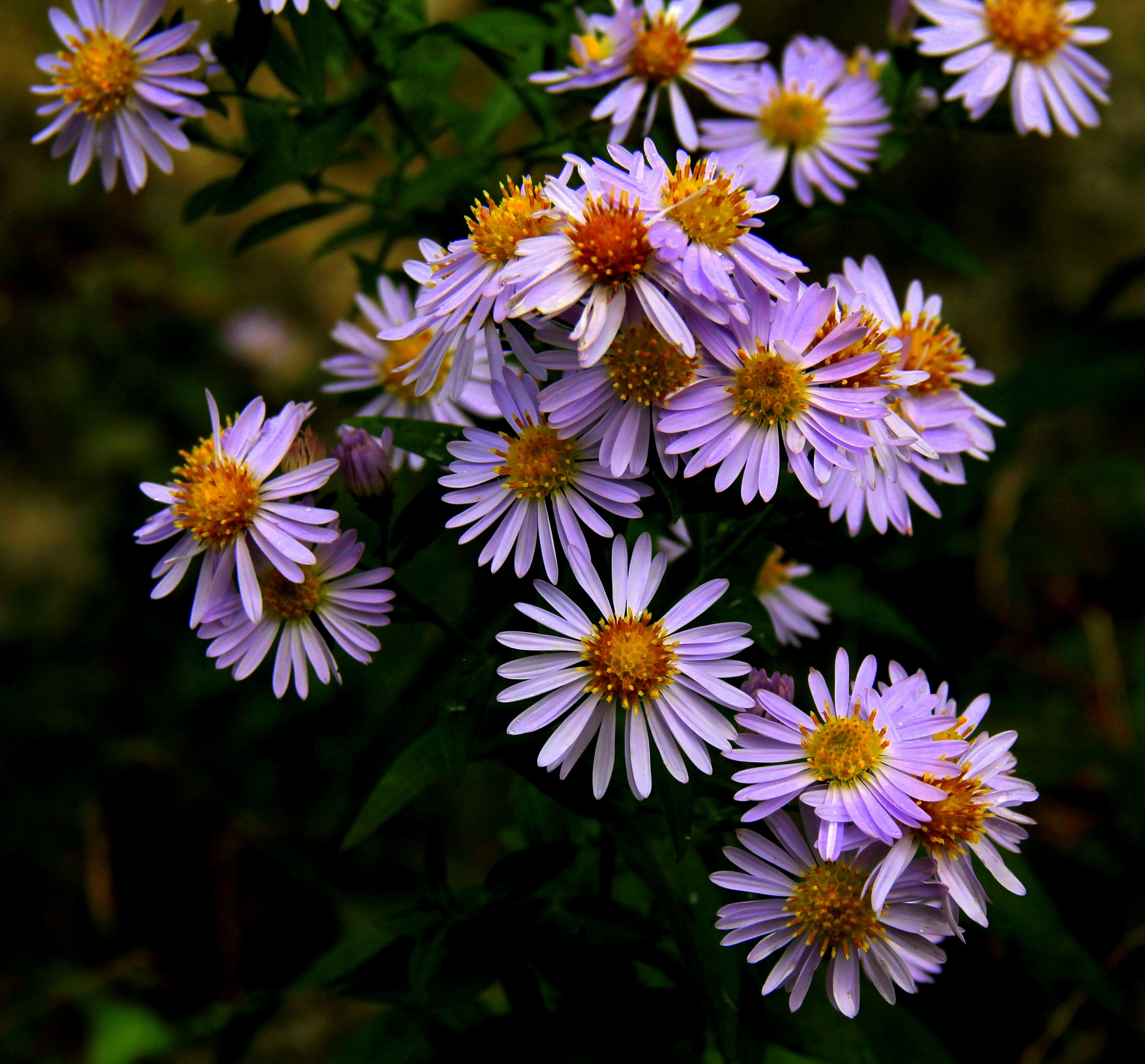 Settembrini a ottobre