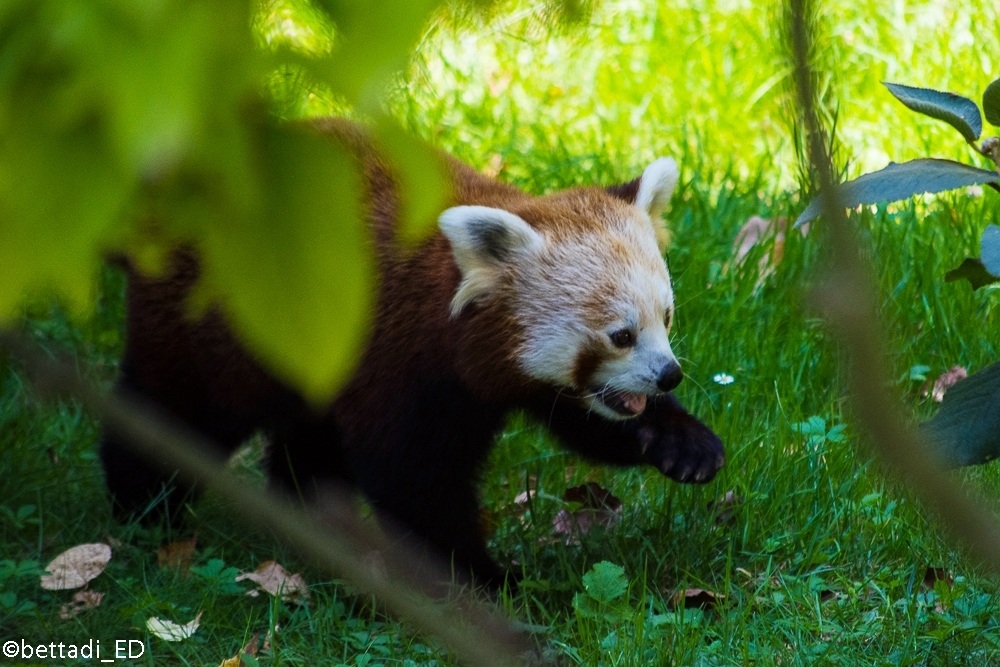 Red Panda .. looking for ..